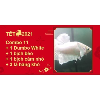 Combo betta food 11 dbw - thức ăn cho cá