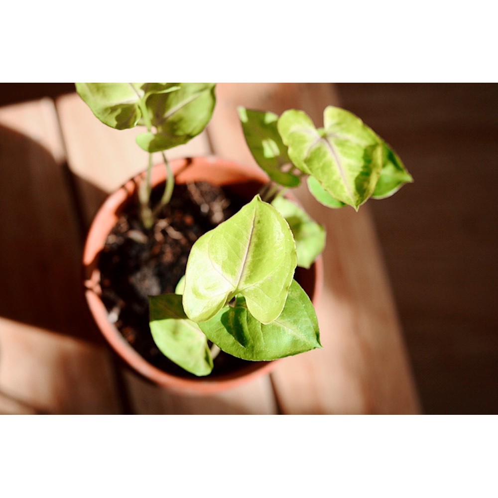 Chậu cây Syngonium Golden Illusion - Môn 'Golden Illusion'