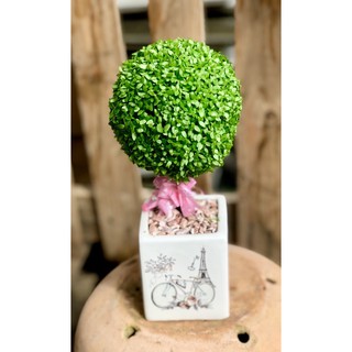 Chậu cây quả cầu may mắn