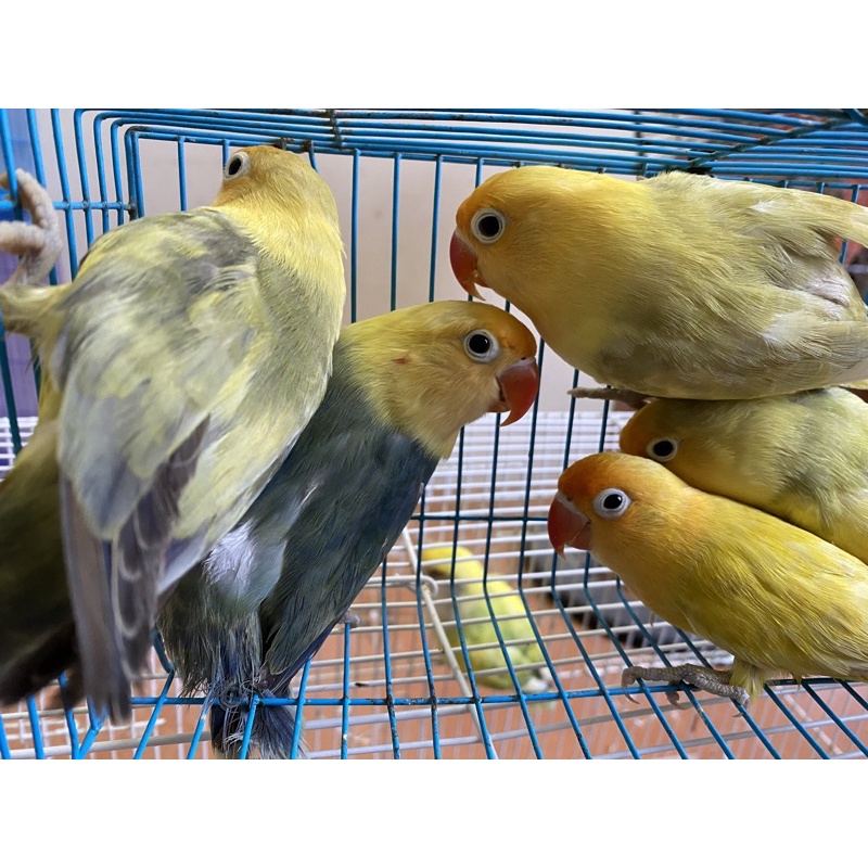 1kg Hạt cho lovebird, Cockatiel, parrotlet, các dòng vẹt nhỏ