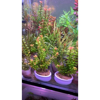 10 ngọn Vảy Ốc Ấn Độ - Rotala Indica