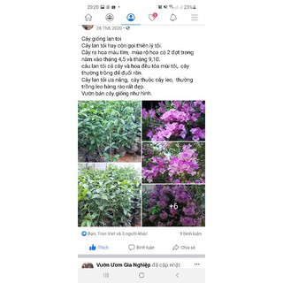 cây giống lan tỏi