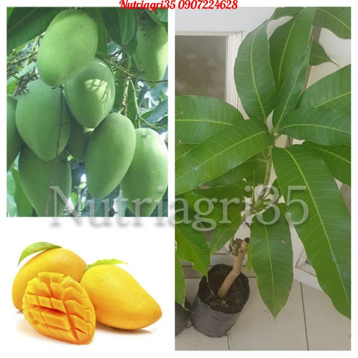 Cây giống Xoài Cát Hòa Lộc_ 👍👍_Cây to, khỏe, gốc lớn cao 1m