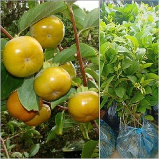 Cam kết chất lượng cây hồng giòn nhật bản