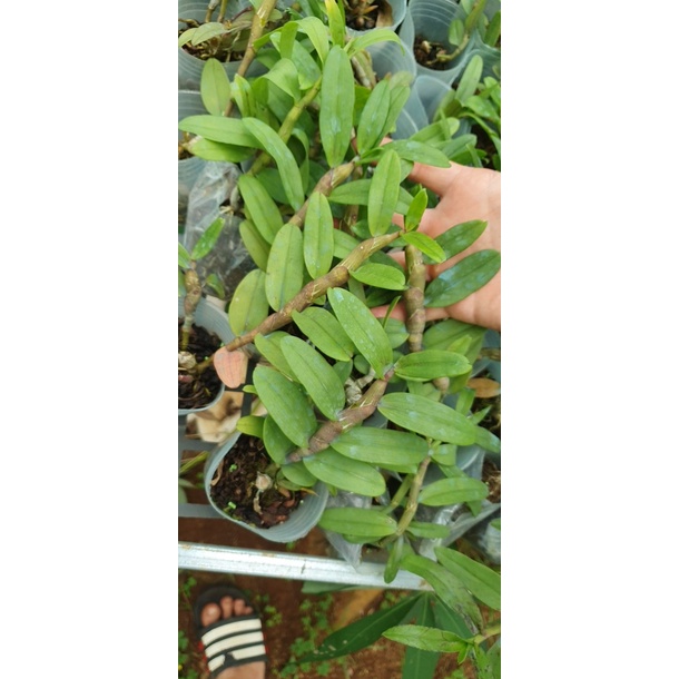 [Siêu Sale] giã hạc hồng bích quyết độc lạ rất đẹp chiều cao 10-15 cm dể trồng dể chăm sóc