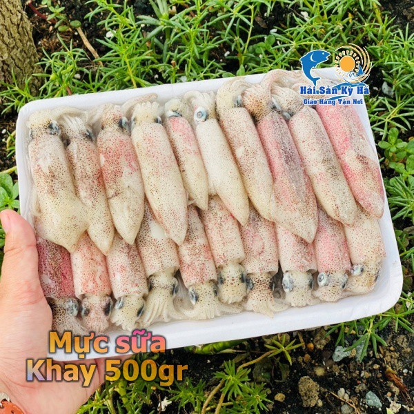 Giá sỉ 1Kg Mực Sữa - Q12