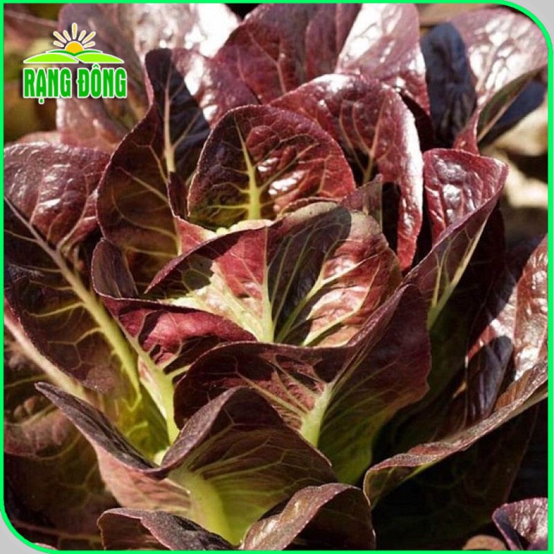 Hạt giống Xà Lách Romaine Tím dễ trồng, giàu dinh dưỡng, sinh trưởng khỏe (gói 2 gr) - Hạt giống Rạng Đông
