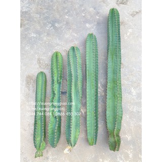 Xương Rồng Trụ