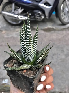 Cây móng rồng