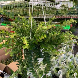 Cây 🌲 Lan Son Môi chậu treo