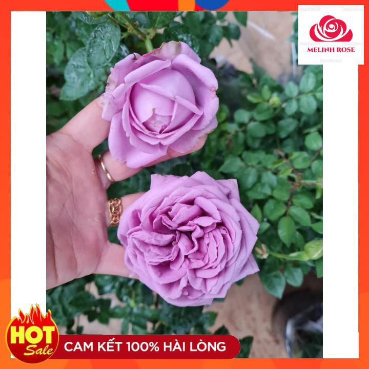 Hoa hồng ngoại Kinda Blue rose – Nàng thơ tím lavender hút hồn triệu tín đồ yêu hoa-Vườn Hoa Melinhrose