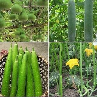 Combo 4 gói hạt giống bầu bí (1 bầu hồ lô + 1 bí xanh dài + 1 bầu sao + 1 bí hạt đậu)