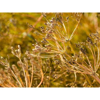 Hạt Thì Là Ai Cập Ông Chà Và 110g (Cumin Seeds)