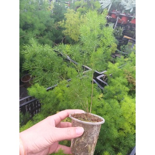 Tùng Nho chậu ly - Asparagus Ming Fern