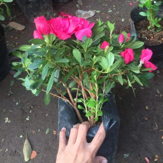 Cây hoa đỗ quyên