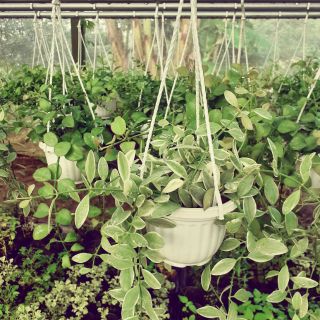 Hạt dưa cẩm thạch chậu treo