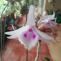 1 kie lan phi điệp