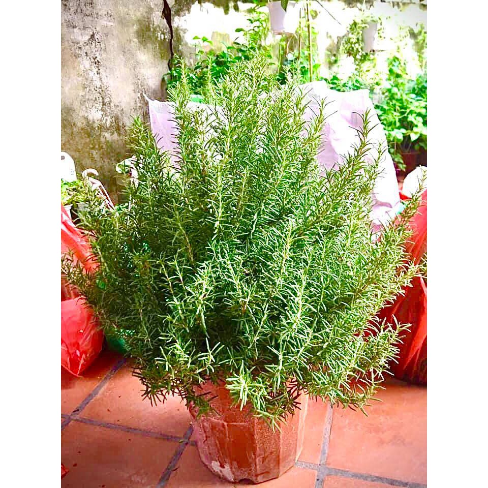 Cây hương thảo size đại (ảnh thât) -rosemary - cây gia vị với hương thơm dịu nhẹ, vừa đuổi muỗi lại giúp thư giãn