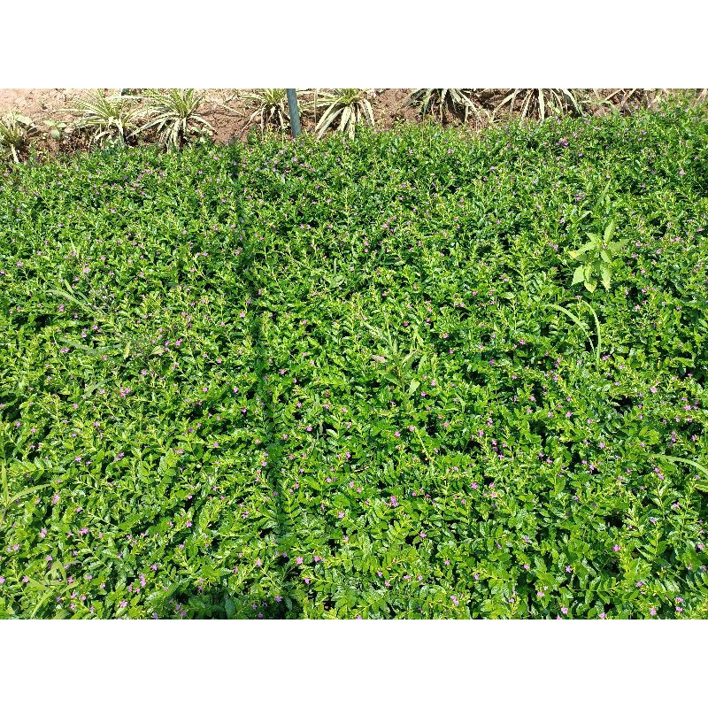 Hoa cẩm tú mai giỏ treo siêu đẹp