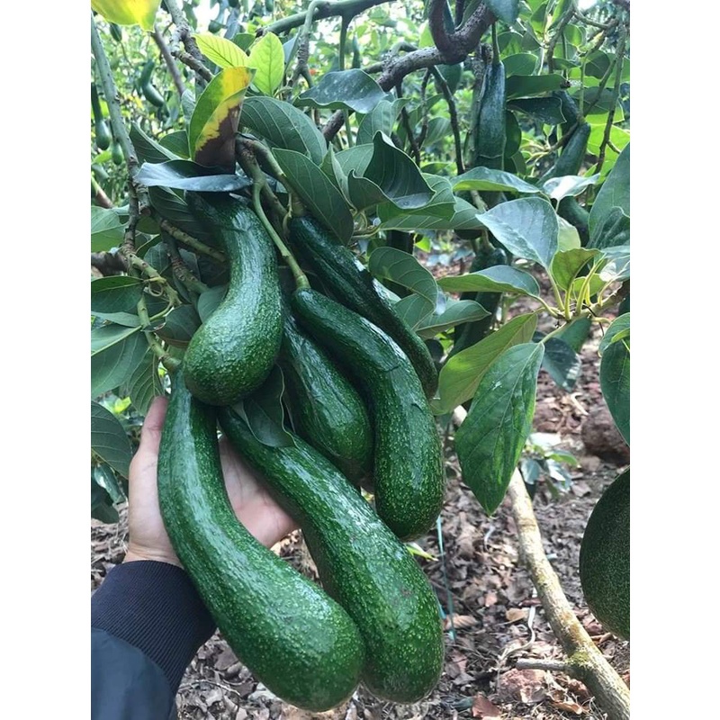 Cây Giống Bơ 034