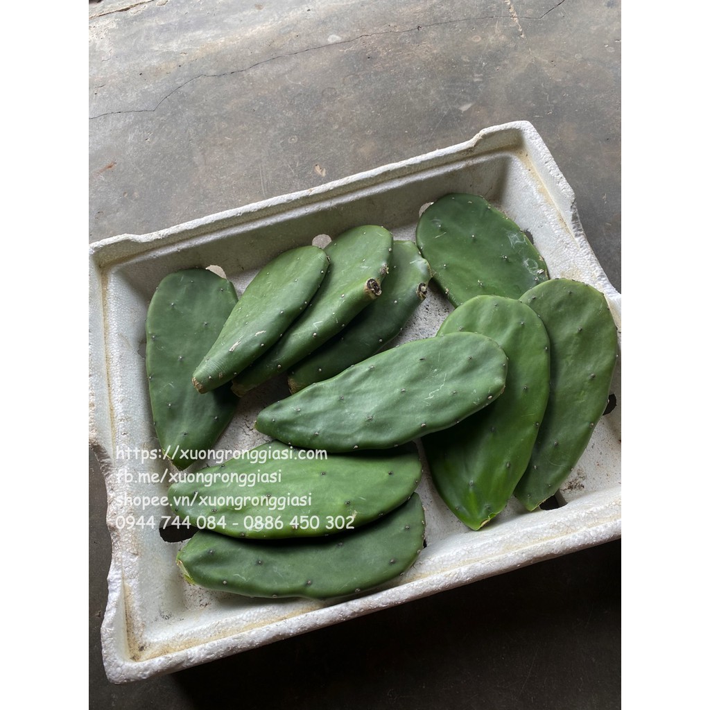 5kg Lá Xương Rồng Tai Thỏ Già Làm Giống
