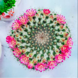 Xương rồng bánh sinh nhật