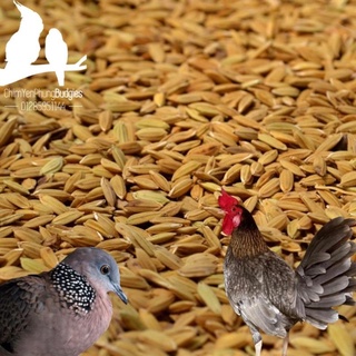 Hạt chất lượng - giá rẻ - 500gr hạt lúa cho gà kiểng, chim cảnh hoặc ươm mầm.