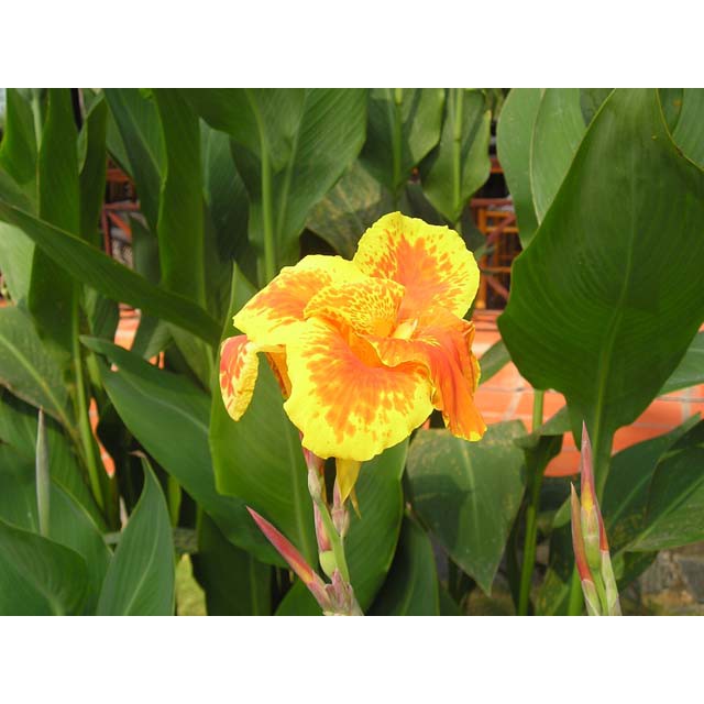 Củ Giống Chuối Hoa Dễ Trồng - 1 Củ