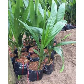 bầu Cây dừa xiêm lùn