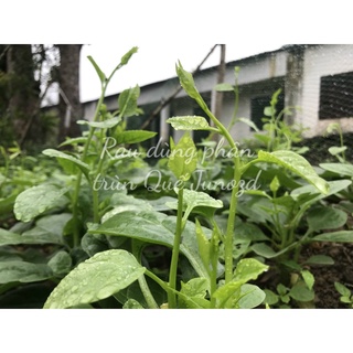 Phân trùn quế bột JUNOZD loại 1 kg (10k/kg)