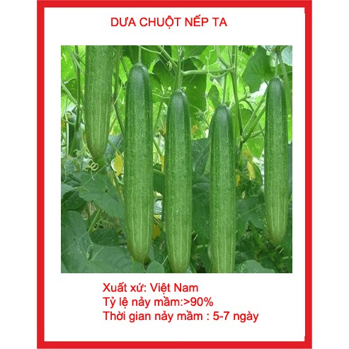 hạt giống dưa chuột nếp ta gói 30 hạt