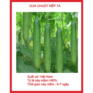 Hạt giống dưa chuột nếp ta gói 30 hạt
