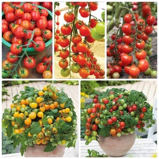 Sỉ 50 gói hạt giống