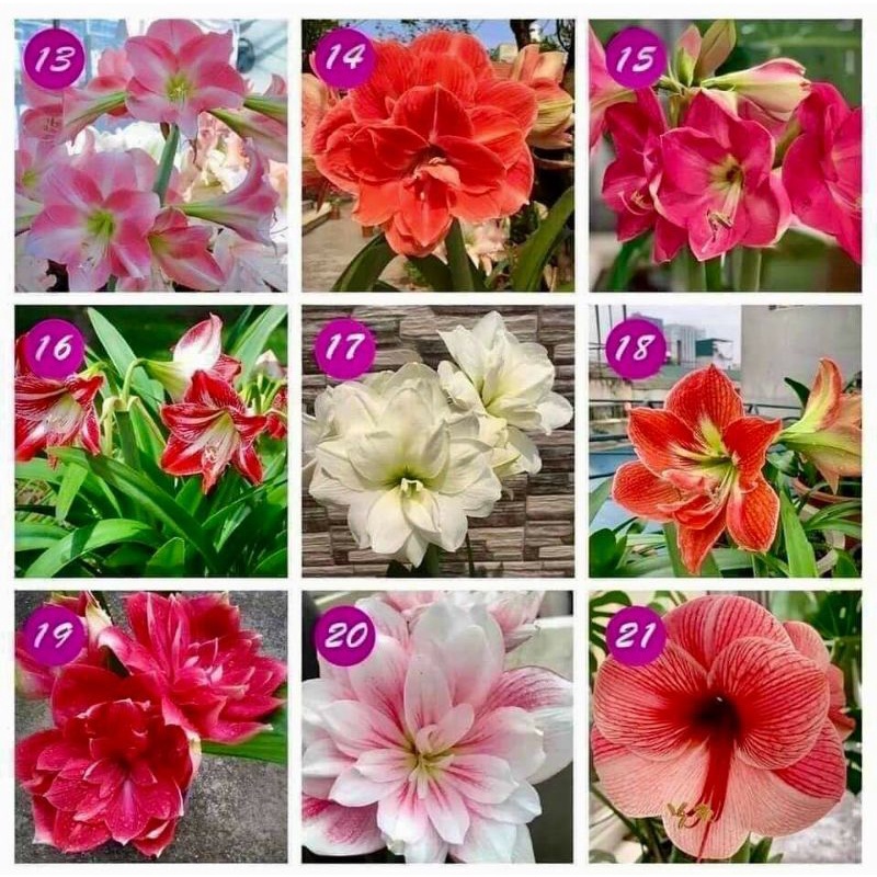 COMBO 5 CỦ HOA HUỆ TÂY MUA 10 CỦ TẶNG 1 CỦ mix đủ màu