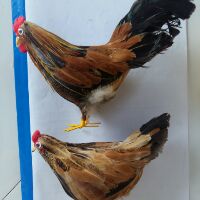 Đàn gà, ổ gà