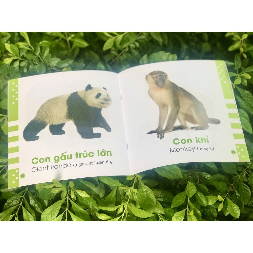 SÁCH - Từ điển bằng hình cho bé - Các loài động vật - Animals
