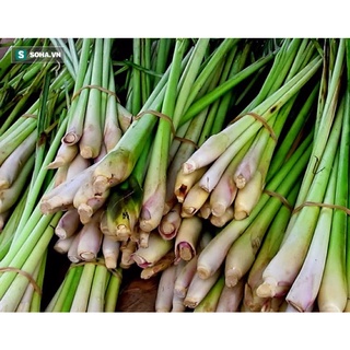 Sả Đà Lạt tươi ngon xanh sạch
