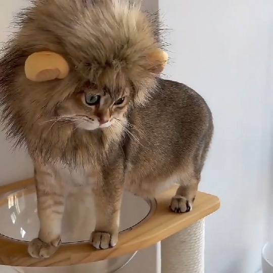 Bờm sư tử giả xinh xắn vui nhộn cho mèo sáng tạo dễ thương Tennessee052