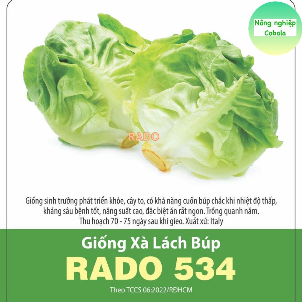Hạt Giống Xà Lách Búp (534) 5gr