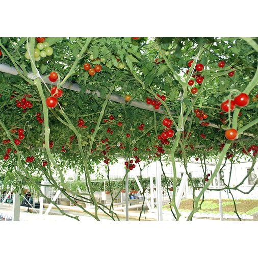 Hạt giống cà chua bạch tuộc leo giàn gói: 1gr - Rau củ quả trồng tại vườn, sân thượng, nông trang, ban công