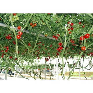 Hạt giống cà chua bạch tuộc leo giàn gói: 1gr - Rau củ quả trồng tại vườn, sân thượng, nông trang, ban công