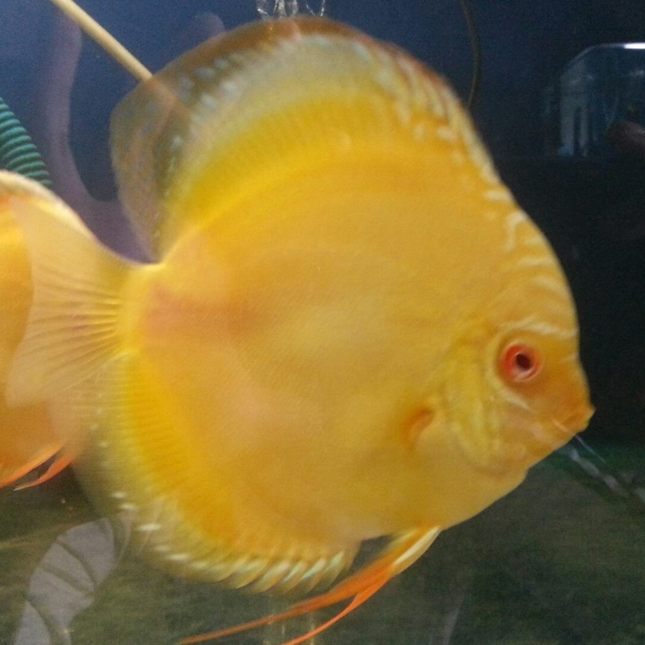 Phụ kiện Cá cảnh Hiền Phương