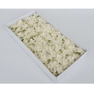 Hoa sáp Cẩm tú cầu