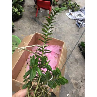 Hoa phong lan cù lao minh