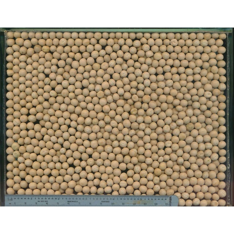 100 GR HẠT GIỐNG RAU MẦM ĐẬU HÀ LAN