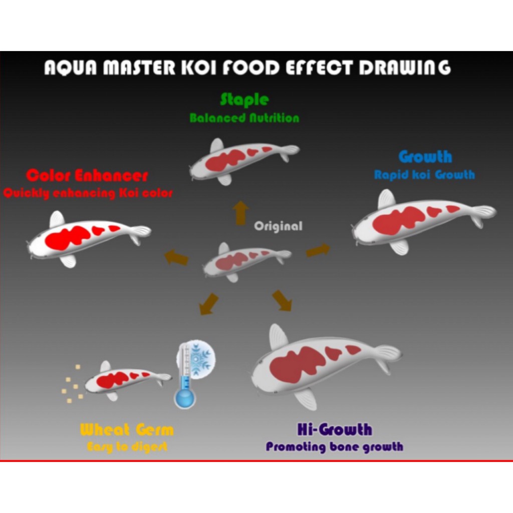 cám cá koi ✅Aquamaster Staple bao 5kg,10kg✅thức ăn cân bằng cho cá koi