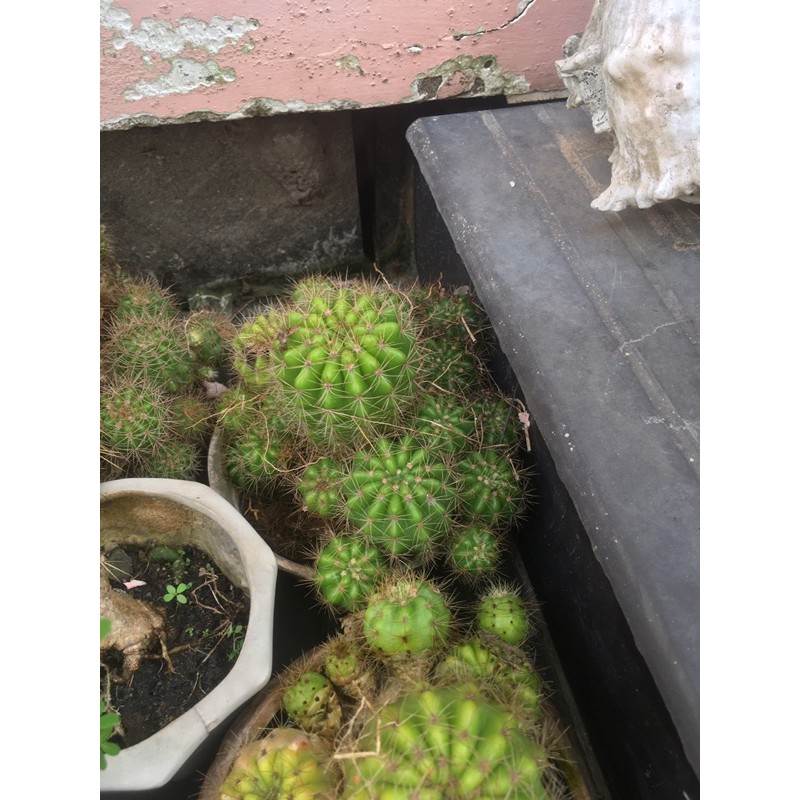 Xương rồng bí xanh