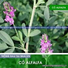 Hạt cỏ chăn nuôi ALFALFA Linh Lăng - Cỏ Họ Đậu (gói 500g) - Cỏ Chăn Nuôi Giàu Dinh Dưỡng