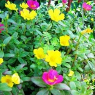 Combo 30 cành hoa 8 giờ