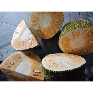 Cây Mít Thái Siêu Sớm